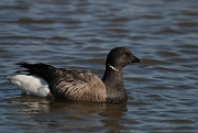 Brent goose